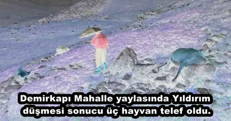 Demirkapı Mahalle yaylasında Yıldırım düşmesi sonucu üç hayvan telef oldu.