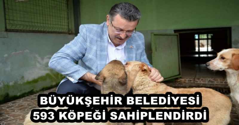 BÜYÜKŞEHİR BELEDİYESİ 593 KÖPEĞİ SAHİPLENDİRDİ