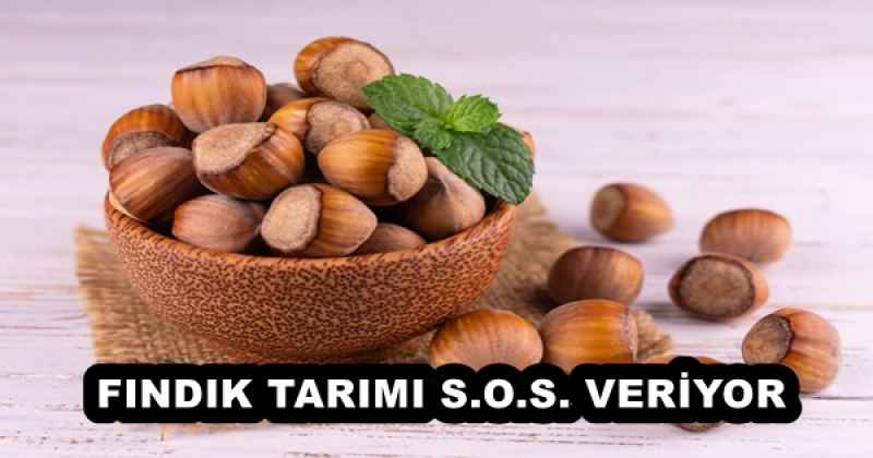 FINDIK TARIMI S.O.S. VERİYOR